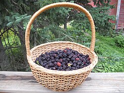 A wild blackberry harvest
