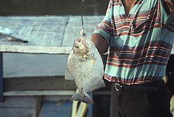 Fishing piranha on the Ucayali River