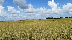 Sawgrass prairie in Everglades