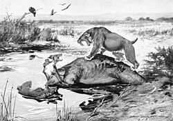 S. fatalis fighting dire wolves over a Columbian mammoth carcass in the La Brea Tar Pits, by Robert Bruce Horsfall, 1913