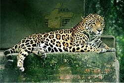 A jaguar at rest in the Formosa Province Wildlife Rehabilitation Center