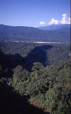 Broadleaf forest in Bhutan