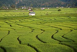 Paddy field in Tambunan District