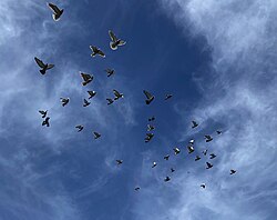 A group of homing pigeons in flight