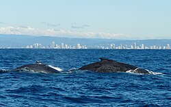 Photo of whales at surface with buildings in the background