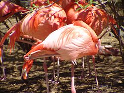 P. ruber stands on one leg in order to retain body heat