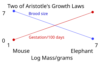 Aristotle inferred growth laws from his observations on animals, including that brood size decreases with body mass, whereas gestation period increases.