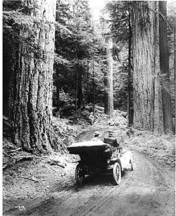 First-growth or virgin forest near Mount Rainier, 1914