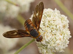 Poecilanthrax eremicus nectaring on California Buckwheat near the visitor center of Devil's Punchbowl, Pearblossom, California