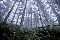 Virgin forest about 2,500 m (8,200 ft) above sea level in Shennongjia Forestry District, Hubei, China