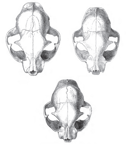 Skulls of a wildcat (top left), a housecat (top right), and a hybrid between the two (bottom center)