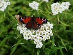 Anaphalis margaritacea with peacock butterfly
