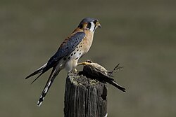 An American kestrel eating an American pipit
