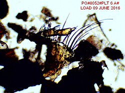 Bat guano largely consists of chitin
