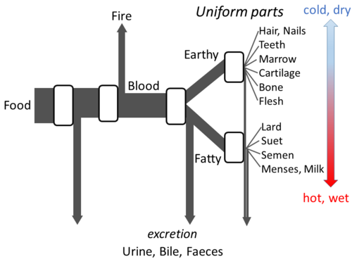 Aristotle's metabolism as an open flow model