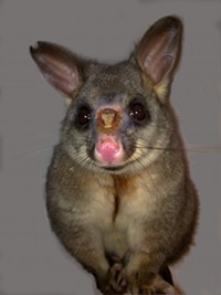 Brushtail possum exhibiting exudative dermatitis, a condition that often results from stress associated with overcrowding, particularly in young males attempting to assert territory