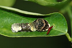 Giant swallowtail caterpillar everting its osmeterium in defense