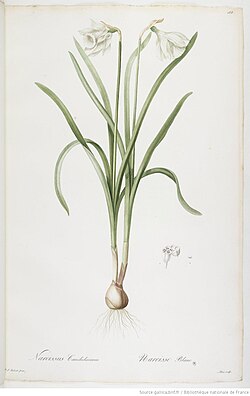 N. candidissimus by Pierre-Joseph Redouté, 1808[37]