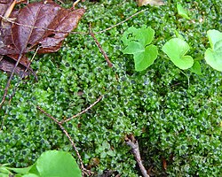 Moss plants with gynoecia, clusters of archegonia at the apex of each shoot.