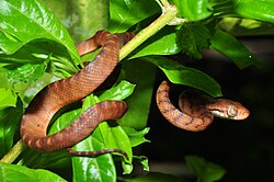 The brown tree snake (Boiga irregularis) has had an impact on the native bird population of the island ecosystem of Guam.