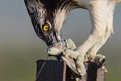 Predation is a short-term interaction, in which the predator, here an osprey, kills and eats its prey.