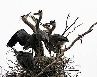Chicks at a nest, in San Francisco