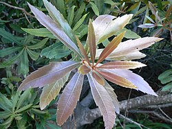 Leaf whorls on a woody tree, Brabejum stellatifolium