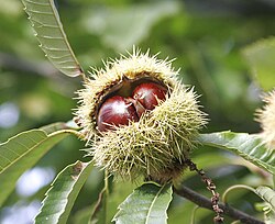 The sweet chestnut (Castanea sativa) was introduced by humans to central and northern Europe in ancient times.[1]