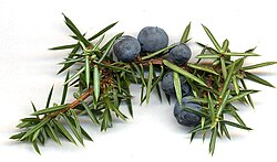 Cones and leaves of Juniperus communis