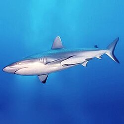Sharks are denser than water and must swim continually to maintain depth, using dynamic lift from their pectoral fins.