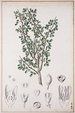 Commiphora gileadensis (Gilead myrrh)