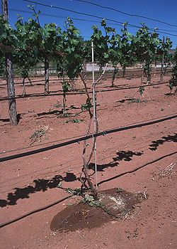Drip irrigation system in New Mexico