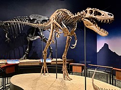 Reconstructed skeleton of "Jane", Burpee Museum of Natural History