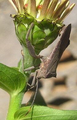 A twig wilting bug (Coreidae) piercing and sucking sap from a Zinnia