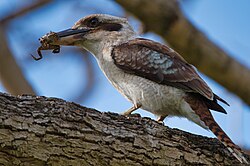 Laughing kookaburra (Dacelo novaeguineae) preying on a juvenile cane toad