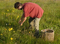 A herbalist gathers the flower heads of Arnica montana.