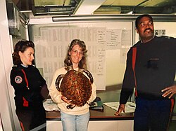 Captured hawksbill sea turtle from Mauritius at Orly Airport customs 1995