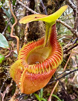 Nepenthes villosa