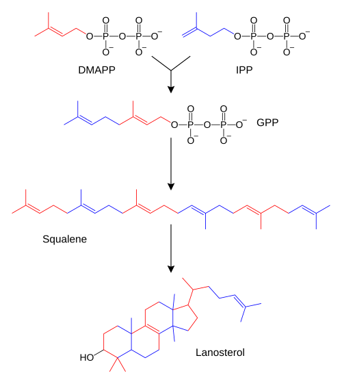 Simplified version of the steroid synthesis pathway with the intermediates isopentenyl pyrophosphate (IPP), dimethylallyl pyrophosphate (DMAPP), geranyl pyrophosphate (GPP) and squalene shown. Some intermediates are omitted for clarity.
