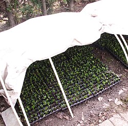 Softwood stem cuttings rooting in a controlled environment