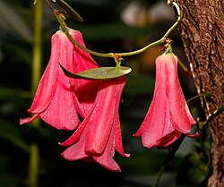 Lapageria rosea is endemic to Chile and it was officially declared the national flower on 24 February 1977[146]