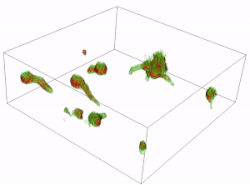3D-visualization of Aspergillus niger spore germination. This image has been captured using holotomography microscopy.