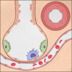 Alveolar macrophages (blue/green) in alveoli