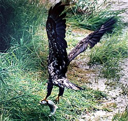 Juvenile with salmon, Katmai National Park