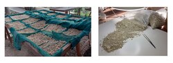 Left to right: Heavy residues drying after water flotation processing; a dried heavy residue being sorted with the naked eye.