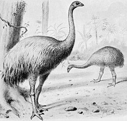 The moas Dinornis robustus and Pachyornis elephantopus, tinamous' extinct ratite cousins from New Zealand