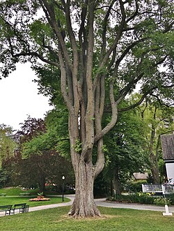 An elm tree in Halifax Public Gardens