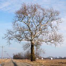 The American sycamore is found throughout eastern United States