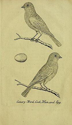 1737 drawing of a cock, hen and egg of a canary
