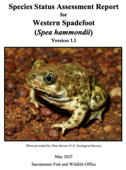 A "species status assessment" was completed 11 years after the Western spadefoot toad was among 53 amphibians and reptiles petitioned for listing.[121]
